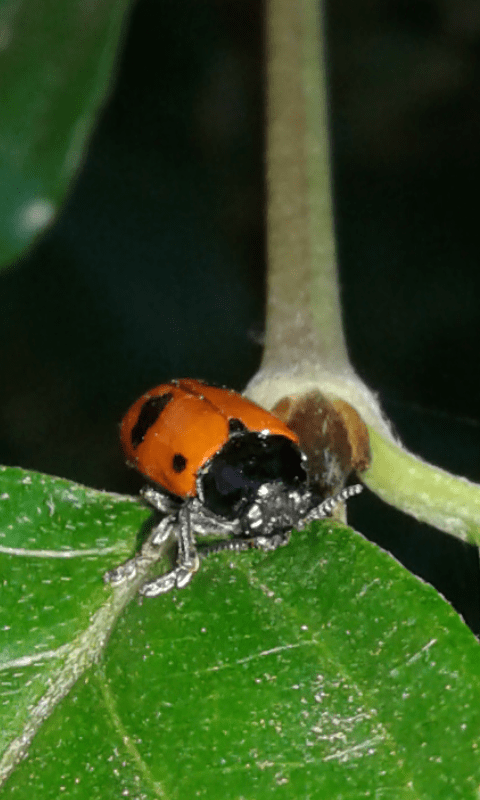 Chrysomelidae : Clytra laeviscula?  S